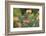 Cape Sugarbird (Promerops Cafer), Harold Porter Botanical Gardens, Western Cape-Ann & Steve Toon-Framed Photographic Print