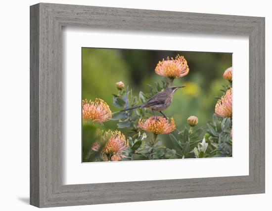 Cape Sugarbird (Promerops Cafer), Harold Porter Botanical Gardens, Western Cape-Ann & Steve Toon-Framed Photographic Print