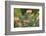 Cape Sugarbird (Promerops Cafer), Harold Porter Botanical Gardens, Western Cape-Ann & Steve Toon-Framed Photographic Print