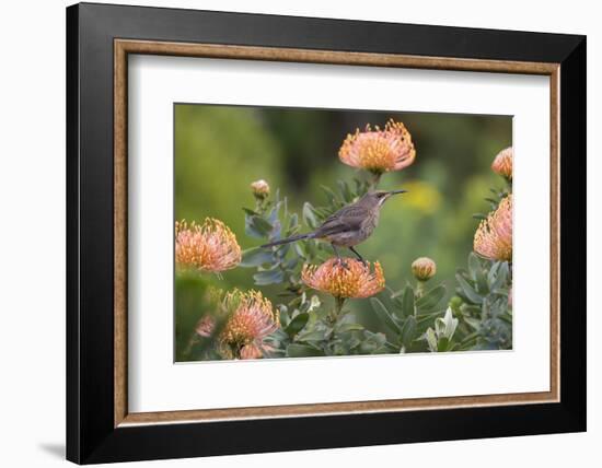 Cape Sugarbird (Promerops Cafer), Harold Porter Botanical Gardens, Western Cape-Ann & Steve Toon-Framed Photographic Print