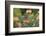 Cape Sugarbird (Promerops Cafer), Harold Porter Botanical Gardens, Western Cape-Ann & Steve Toon-Framed Photographic Print