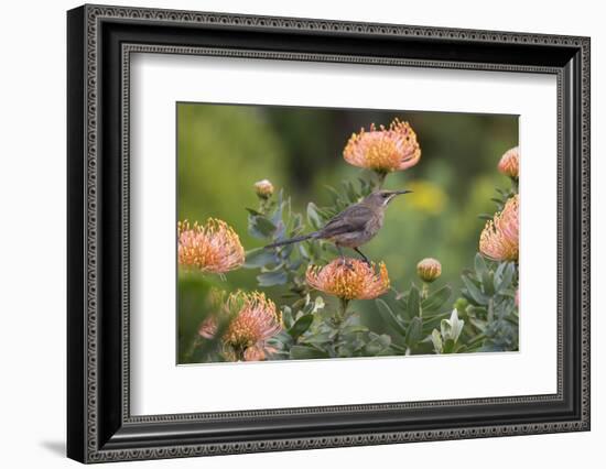 Cape Sugarbird (Promerops Cafer), Harold Porter Botanical Gardens, Western Cape-Ann & Steve Toon-Framed Photographic Print