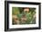 Cape Sugarbird (Promerops Cafer), Harold Porter Botanical Gardens, Western Cape-Ann & Steve Toon-Framed Photographic Print