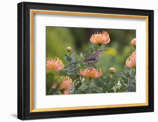 Cape Sugarbird (Promerops Cafer), Harold Porter Botanical Gardens, Western Cape-Ann & Steve Toon-Framed Photographic Print