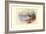 Cape Teal-Allan Brooks-Framed Art Print