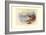 Cape Teal-Allan Brooks-Framed Art Print