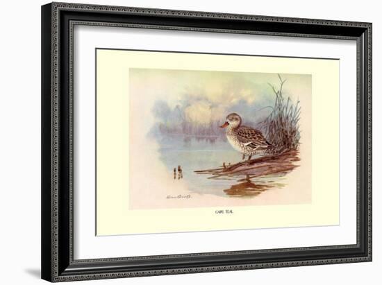 Cape Teal-Allan Brooks-Framed Art Print