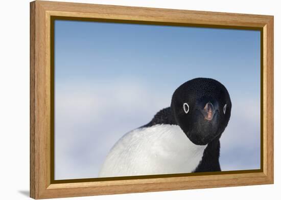 Cape Washington, Antarctica. Adelie Penguin Looking at the Camera-Janet Muir-Framed Premier Image Canvas