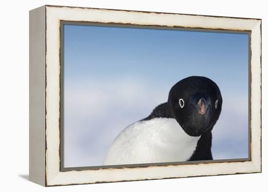 Cape Washington, Antarctica. Adelie Penguin Looking at the Camera-Janet Muir-Framed Premier Image Canvas