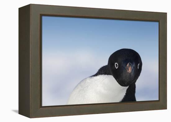 Cape Washington, Antarctica. Adelie Penguin Looking at the Camera-Janet Muir-Framed Premier Image Canvas