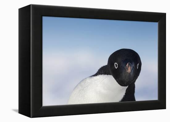 Cape Washington, Antarctica. Adelie Penguin Looking at the Camera-Janet Muir-Framed Premier Image Canvas