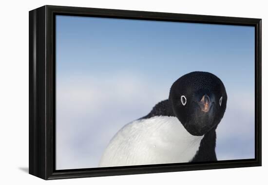 Cape Washington, Antarctica. Adelie Penguin Looking at the Camera-Janet Muir-Framed Premier Image Canvas