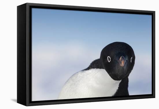 Cape Washington, Antarctica. Adelie Penguin Looking at the Camera-Janet Muir-Framed Premier Image Canvas