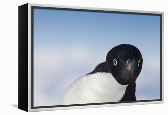 Cape Washington, Antarctica. Adelie Penguin Looking at the Camera-Janet Muir-Framed Premier Image Canvas