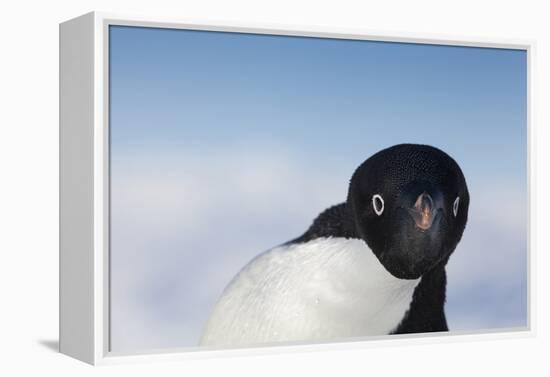 Cape Washington, Antarctica. Adelie Penguin Looking at the Camera-Janet Muir-Framed Premier Image Canvas