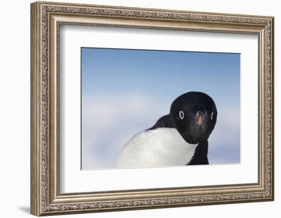 Cape Washington, Antarctica. Adelie Penguin Looking at the Camera-Janet Muir-Framed Photographic Print