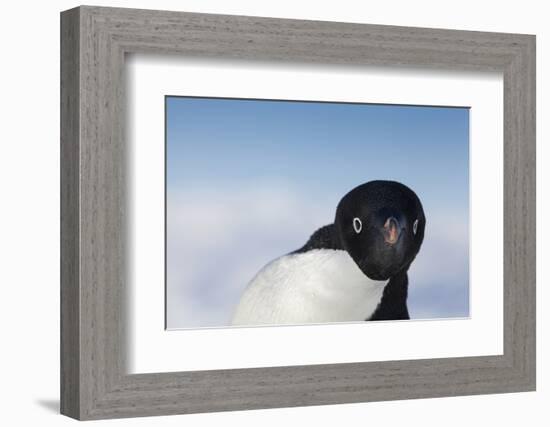 Cape Washington, Antarctica. Adelie Penguin Looking at the Camera-Janet Muir-Framed Photographic Print