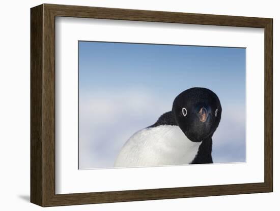 Cape Washington, Antarctica. Adelie Penguin Looking at the Camera-Janet Muir-Framed Photographic Print