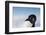 Cape Washington, Antarctica. Adelie Penguin Looking at the Camera-Janet Muir-Framed Photographic Print