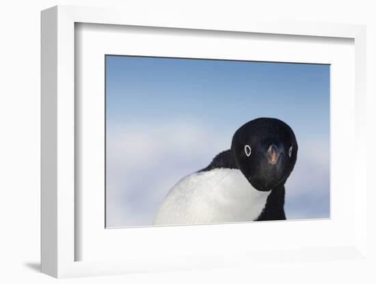 Cape Washington, Antarctica. Adelie Penguin Looking at the Camera-Janet Muir-Framed Photographic Print