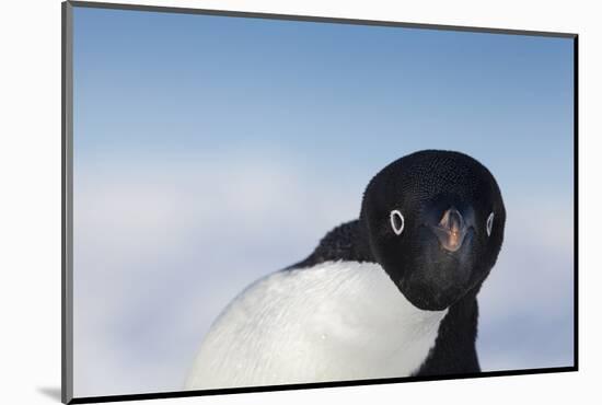 Cape Washington, Antarctica. Adelie Penguin Looking at the Camera-Janet Muir-Mounted Photographic Print