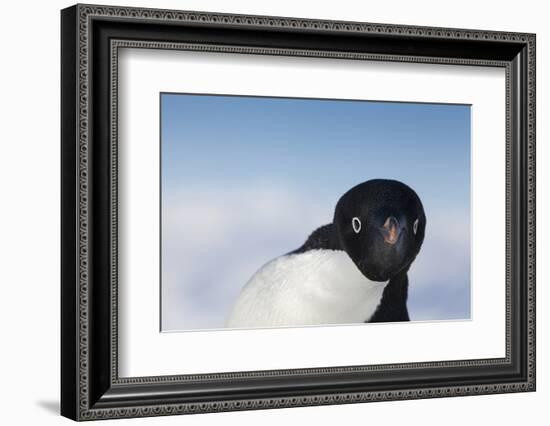 Cape Washington, Antarctica. Adelie Penguin Looking at the Camera-Janet Muir-Framed Photographic Print