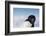 Cape Washington, Antarctica. Adelie Penguin Looking at the Camera-Janet Muir-Framed Photographic Print