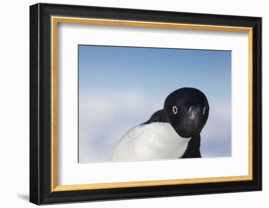 Cape Washington, Antarctica. Adelie Penguin Looking at the Camera-Janet Muir-Framed Photographic Print