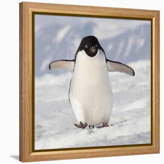 Cape Washington, Antarctica. Adelie Penguin Walks Forward-Janet Muir-Framed Premier Image Canvas