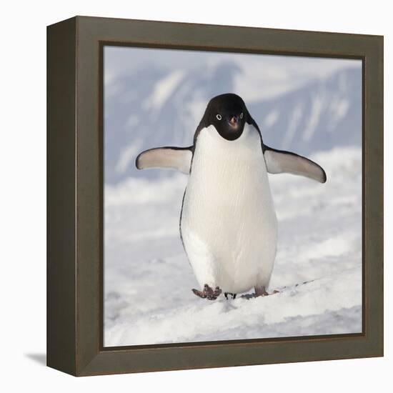 Cape Washington, Antarctica. Adelie Penguin Walks Forward-Janet Muir-Framed Premier Image Canvas