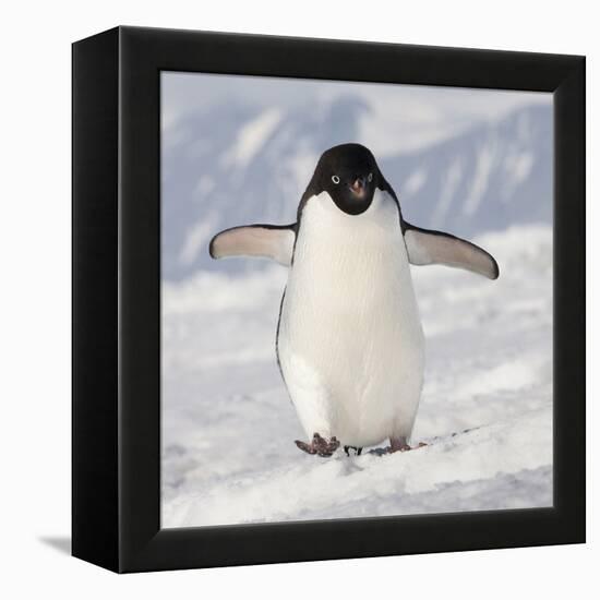 Cape Washington, Antarctica. Adelie Penguin Walks Forward-Janet Muir-Framed Premier Image Canvas