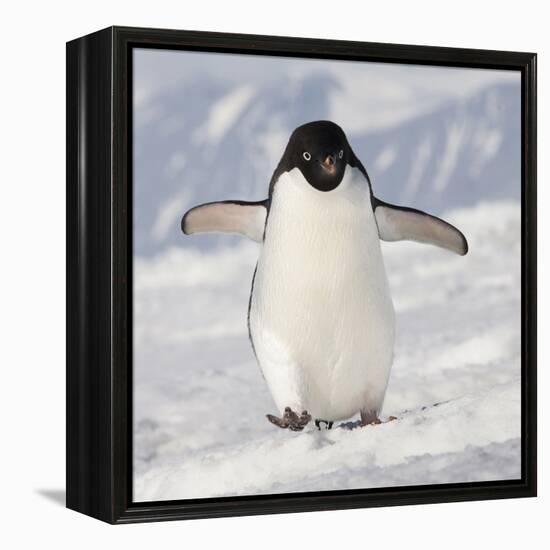 Cape Washington, Antarctica. Adelie Penguin Walks Forward-Janet Muir-Framed Premier Image Canvas