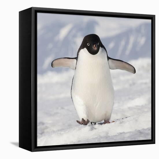 Cape Washington, Antarctica. Adelie Penguin Walks Forward-Janet Muir-Framed Premier Image Canvas