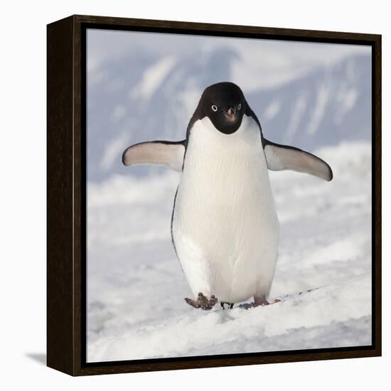 Cape Washington, Antarctica. Adelie Penguin Walks Forward-Janet Muir-Framed Premier Image Canvas