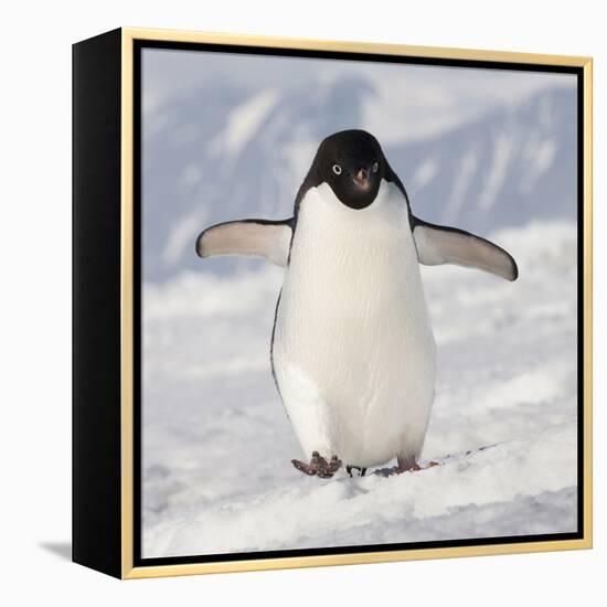 Cape Washington, Antarctica. Adelie Penguin Walks Forward-Janet Muir-Framed Premier Image Canvas