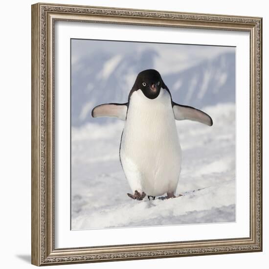 Cape Washington, Antarctica. Adelie Penguin Walks Forward-Janet Muir-Framed Photographic Print