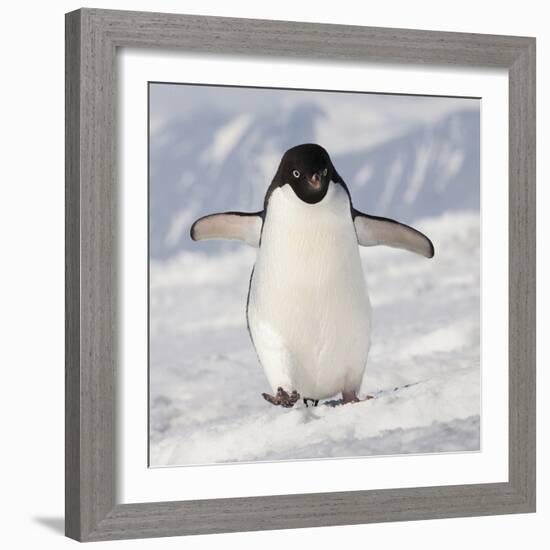 Cape Washington, Antarctica. Adelie Penguin Walks Forward-Janet Muir-Framed Photographic Print