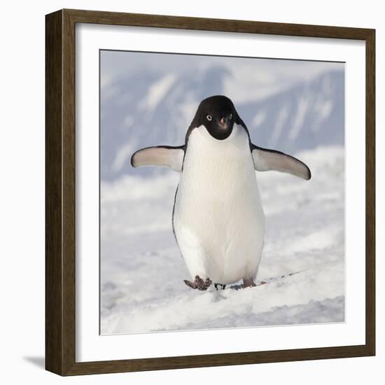 Cape Washington, Antarctica. Adelie Penguin Walks Forward-Janet Muir-Framed Photographic Print