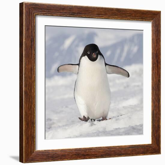 Cape Washington, Antarctica. Adelie Penguin Walks Forward-Janet Muir-Framed Photographic Print