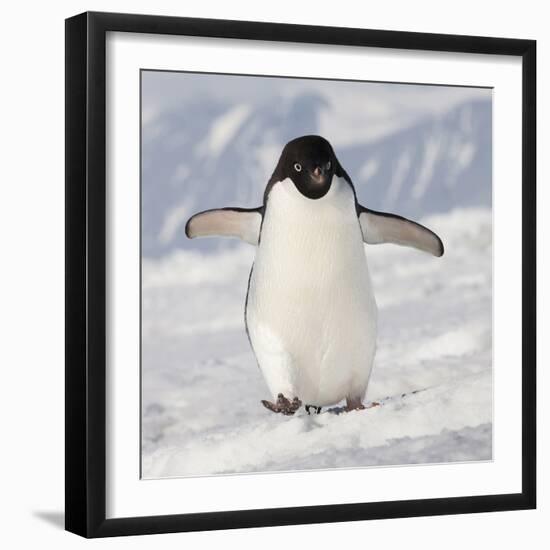 Cape Washington, Antarctica. Adelie Penguin Walks Forward-Janet Muir-Framed Photographic Print