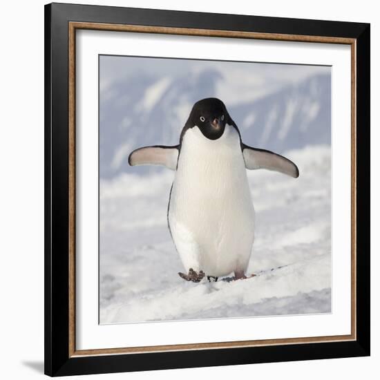 Cape Washington, Antarctica. Adelie Penguin Walks Forward-Janet Muir-Framed Photographic Print