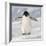 Cape Washington, Antarctica. Adelie Penguin Walks Forward-Janet Muir-Framed Photographic Print