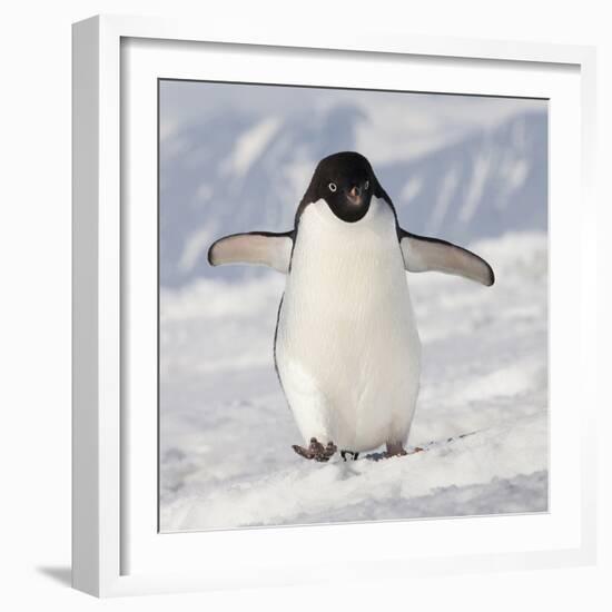 Cape Washington, Antarctica. Adelie Penguin Walks Forward-Janet Muir-Framed Photographic Print