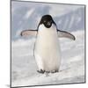 Cape Washington, Antarctica. Adelie Penguin Walks Forward-Janet Muir-Mounted Photographic Print