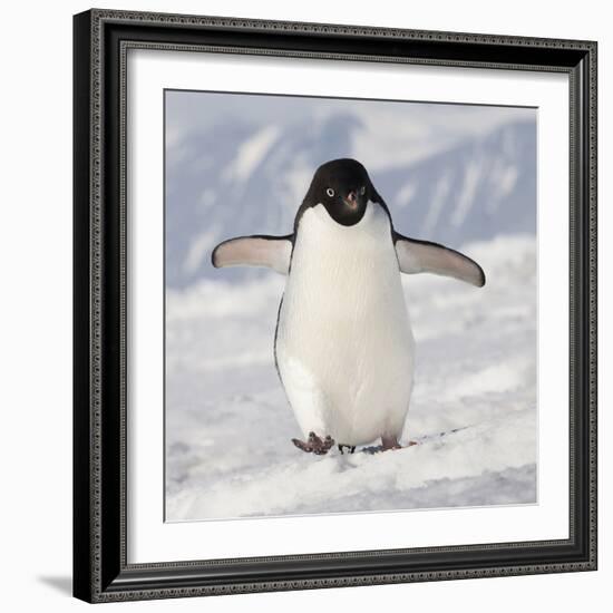 Cape Washington, Antarctica. Adelie Penguin Walks Forward-Janet Muir-Framed Photographic Print