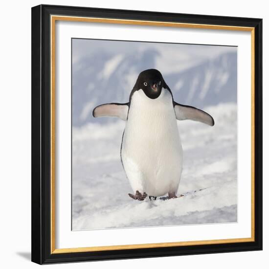 Cape Washington, Antarctica. Adelie Penguin Walks Forward-Janet Muir-Framed Photographic Print