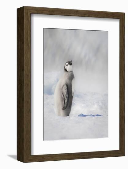 Cape Washington, Antarctica. An Emperor penguin chick stands with its head up.-Janet Muir-Framed Photographic Print