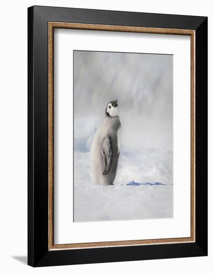 Cape Washington, Antarctica. An Emperor penguin chick stands with its head up.-Janet Muir-Framed Photographic Print