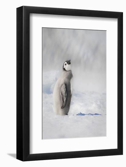 Cape Washington, Antarctica. An Emperor penguin chick stands with its head up.-Janet Muir-Framed Photographic Print