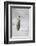 Cape Washington, Antarctica. An Emperor penguin chick stands with its head up.-Janet Muir-Framed Photographic Print